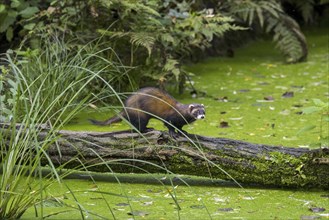 European polecat (Mustela putorius) running over fallen tree trunk over water of pond in marshland