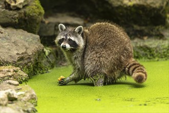 Raccoon (Procyon lotor) foraging in a pond, Germany, Europe