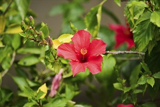 Rose mallow (Hibiscus moscheutos), blossom, Spain, Europe