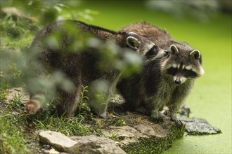 Two raccoon (Procyon lotor) foraging, Germany, Europe