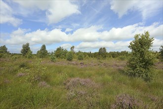 Flowering common heather (Calluna vulgaris), Aschendorfer Obermoor nature reserve, Wildes Moor,