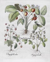 Strawberries (Fragaria), woodland strawberry (Fragaria vesca), hand-coloured copperplate engraving