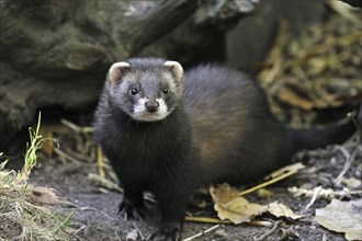 Western, European polecat (Mustela putorius) portrait, UK