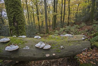 False tinder fungus, hoof fungus, tinder conk, tinder polypore (Fomes fomentarius) (Polyporus