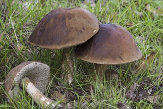 Rough-stemmed bolete, scaber stalk, birch bolete (Leccinum scabrum) (Boletus scaber)