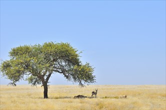 Springbok (Antidorcas marsupialis) resting in shadow of tree on the savannah, Namibia, Africa