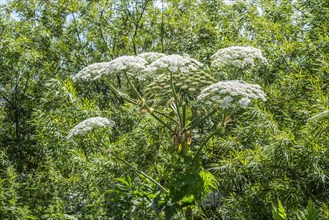 Giant hogweed (Heracleum mantegazzianum) in Hörte, Skurup community, Scania, Sweden, Scandinavia,