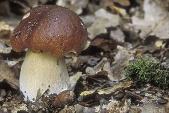 Cep, penny bun, porcino, king bolete (Boletus edulis)