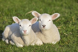 Domestic sheep (Ovis gmelini aries) two lambs resting in a meadow, young animals,