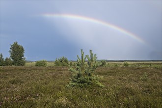 Rainbow over the high moor, Emsland, Lower Saxony, Germany, Europe