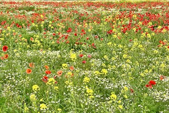 Poppy (Papaver) wild chamomile (Matricaria chamomilla) Flowering strip, sunrise, summer meadow,