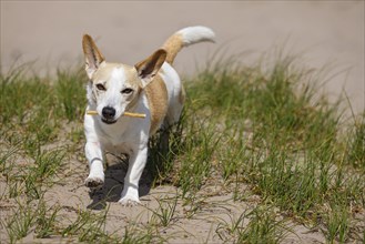 Dog, Jack Russell Terrier, running with treat in mouth, dog breed, domestic dog (Canis lupus