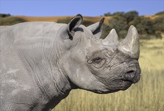 Eastern black rhinoceros, East African black rhinoceros, eastern hook-lipped rhinoceros (Diceros