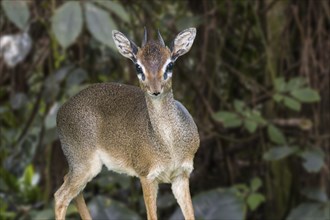 Kirk's dik-dik (Madoqua kirkii) male, small antelope native to Eastern Africa