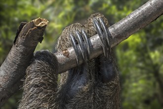 Linnaeus's two-toed sloth (Choloepus didactylus), southern two-toed sloth, Linne's two-toed sloth