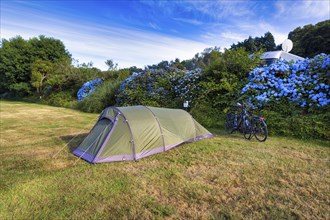 Tunnel tent in a meadow, camping, sustainable tourism, Cornwall, South England, England, United