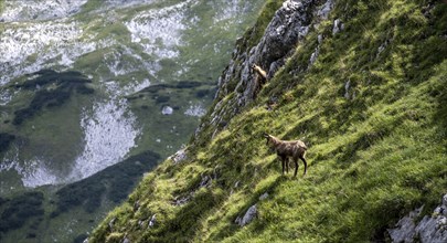 Chamois on a steep slope, Wetterstein Mountains, Bavaria, Germany, Europe