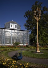 Indian peafowl (Pavo cristatus) in the park, captive, Moorish country house with garden,