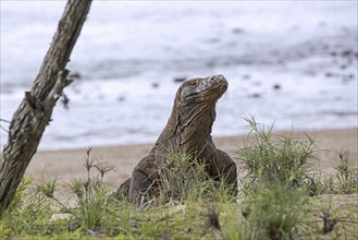 Komodo dragon, Komodo monitor (Varanus komodoensis) leaving the beach on the island Rinca in the