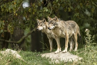 Algonquin wolf (Canis lupus lycaon), wolf, American wolf, standing on a hill, Germany, Europe