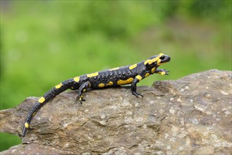 Fire salamander (Salamandra salamandra), running over a stone, Wildlife, North Rhine-Westphalia,