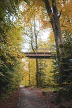 Path through the forest with bridge of the treetop walk in autumn, Sommerberg, Bad Wildbad, Black