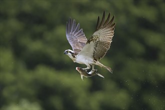 Western osprey (Pandion haliaetus) in flight with caught fish prey in its talons, flying over water