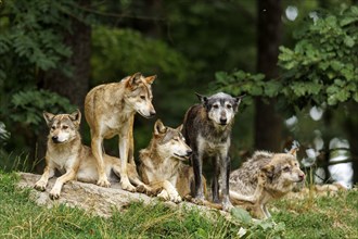 Algonquin wolf (Canis lupus lycaon), wolf, American wolf, wolf pack on a hill, Germany, Europe