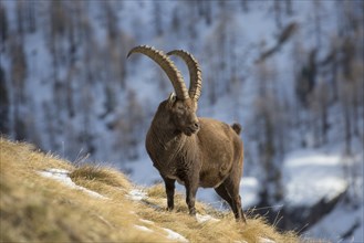 Alpine ibex (Capra ibex) male with large horns foraging on mountain slope in the snow in winter,