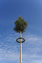 Maypole, decorated conifer, tree trunk, wreath, fir tree, sky, custom, tradition, Geislingen,