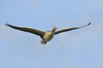 Greylag goose (Anser anser), in flight, Gunzenhausen, Altmühlsee, Franconian Lake District,