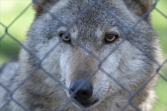 Gray wolf (Canis lupus), portrait behind wire mesh, fence, captive, Germany, Europe