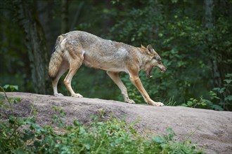 European gray wolf (Canis lupus), stretching in the forest, Germany, Europe