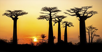 Avenue of the Baobabs, Grandidier's baobab trees silhouetted against orange sunset sky, Menabe