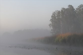 Birch forest near the shore in the fog on the Trebel River, Peene Valley River Landscape nature