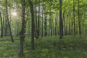 Sun shining through European beech (Fagus sylvatica), common beech trees in deciduous forest in