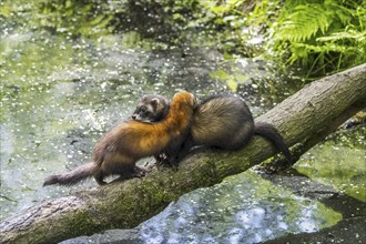 Two European polecats (Mustela putorius) male and female crossing water of pond, stream over fallen