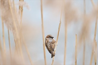 House sparrow (Passer domesticus) sitting on a reed, Bavaria, Germany Europe