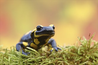 Fire salamander (Salamandra salamandra), running over moss in autumn forest, Indian summer, animal