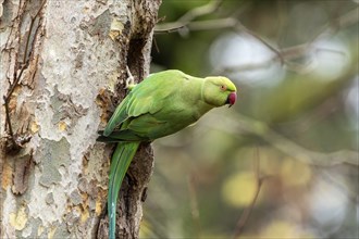 Rose-ringed parakeet (Psittacula krameri) on a tree, wildlife, Germany, Europe