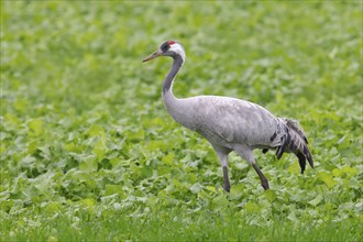 Crane, common crane (Grus grus) standing in a sugar beet field in autumn, Rehdener Geestmoor,