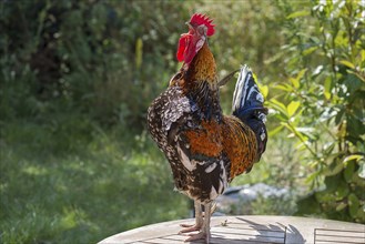 Crowing cock (Gallus domesticus) on a garden table, Meckloenburg-Vorpommern, Germany, Europe