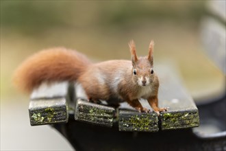 Eurasian red squirrel (Sciurus vulgaris) on a park bench, wildlife, Germany, Europe