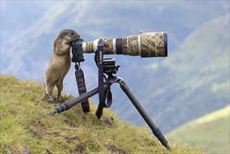 Curious Alpine marmot (Marmota marmota) behind wildlife photographer's Canon camera with large