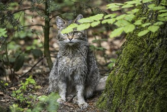 European wildcat (Felis silvestris silvestris) in forest