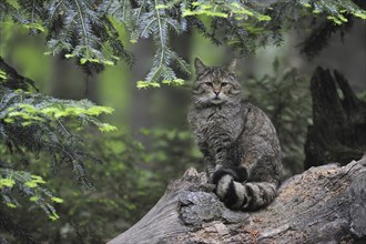 Wild cat (Felis silvestris) sitting on fallen tree trunk in woodland, Bavarian Forest, Germany,