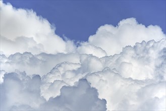 Developping congestus cloud also known as towering cumulus clouds (Cumulus) on a hot thundry day in