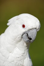 White cockatoo (Cacatua alba), portrait, captive, occurrence in Indonesia