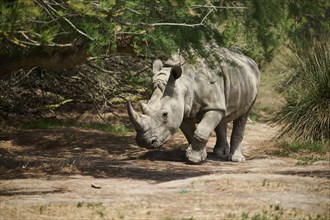 Square-lipped rhinoceros (Ceratotherium simum), walking in the dessert, captive, distribution