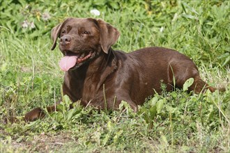 Labrador Retriever (Canis lupus familaris), female, 13 years, lying on the meadow, North